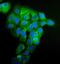 Bifunctional aminoacyl-tRNA synthetase antibody, A02967-2, Boster Biological Technology, Immunofluorescence image 