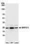 Mitochondrial Ribosomal Protein S15 antibody, A305-117A, Bethyl Labs, Western Blot image 