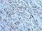 Mucin 6, Oligomeric Mucus/Gel-Forming antibody, 33-446, ProSci, Immunofluorescence image 