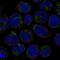 Leucine Rich Repeat And Ig Domain Containing 3 antibody, HPA043781, Atlas Antibodies, Immunocytochemistry image 