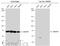 Switch-associated protein 70 antibody, GTX115667, GeneTex, Western Blot image 