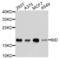 BH3 Interacting Domain Death Agonist antibody, LS-C330833, Lifespan Biosciences, Western Blot image 