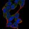 Ankyrin Repeat Domain 46 antibody, HPA013758, Atlas Antibodies, Immunofluorescence image 