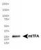 Transcription Factor A, Mitochondrial antibody, TA309904, Origene, Western Blot image 
