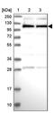 Cactin, Spliceosome C Complex Subunit antibody, PA5-60019, Invitrogen Antibodies, Western Blot image 