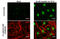 H2A Histone Family Member X antibody, GTX127340, GeneTex, Immunocytochemistry image 