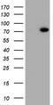 HBS1-like protein antibody, LS-C175379, Lifespan Biosciences, Western Blot image 