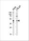 Gametogenetin antibody, A10914, Boster Biological Technology, Western Blot image 