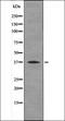 BCL10 Immune Signaling Adaptor antibody, orb335883, Biorbyt, Western Blot image 
