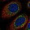 XK Related 9 antibody, NBP1-94164, Novus Biologicals, Immunofluorescence image 
