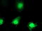 Chromosome 1 Open Reading Frame 50 antibody, TA502938, Origene, Immunofluorescence image 