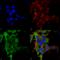 Gamma-Aminobutyric Acid Type B Receptor Subunit 2 antibody, SMC-402D-STR, StressMarq, Immunofluorescence image 