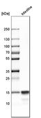 Defensin-6 antibody, HPA019462, Atlas Antibodies, Western Blot image 