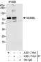 NUMBL antibody, A301-718A, Bethyl Labs, Immunoprecipitation image 