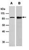 DNA-binding protein SATB1 antibody, orb66710, Biorbyt, Western Blot image 