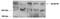 Apolipoprotein B-100 antibody, GTX88654, GeneTex, Western Blot image 