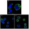 Ribosomal Protein S27 antibody, AM06343SU-N, Origene, Immunofluorescence image 