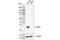 Ubiquitin C-Terminal Hydrolase L1 antibody, 96956S, Cell Signaling Technology, Western Blot image 