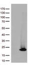 Histone chaperone ASF1B antibody, TA813137S, Origene, Western Blot image 