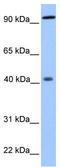 Pygopus homolog 1 antibody, TA339720, Origene, Western Blot image 