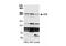 ATR Serine/Threonine Kinase antibody, NB100-323, Novus Biologicals, Western Blot image 