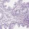 Ciliary Associated Calcium Binding Coiled-Coil 1 antibody, PA5-59550, Invitrogen Antibodies, Immunohistochemistry paraffin image 