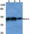 Major Histocompatibility Complex, Class I, G antibody, A01235, Boster Biological Technology, Western Blot image 