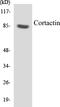Cortactin antibody, EKC1135, Boster Biological Technology, Western Blot image 