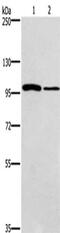 Caspase Recruitment Domain Family Member 14 antibody, CSB-PA448323, Cusabio, Western Blot image 