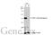 Dystroglycan 1 antibody, GTX635180, GeneTex, Western Blot image 