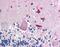 GAPDH antibody, LS-B83, Lifespan Biosciences, Immunohistochemistry frozen image 