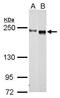 Centrosomal Protein 152 antibody, PA5-34956, Invitrogen Antibodies, Western Blot image 