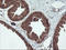 Monoamine Oxidase A antibody, LS-C173726, Lifespan Biosciences, Immunohistochemistry paraffin image 
