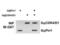Peptidylprolyl Cis/Trans Isomerase, NIMA-Interacting 1 antibody, A00467, Boster Biological Technology, Immunoprecipitation image 