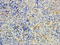 Myotubularin Related Protein 9 antibody, LS-C55127, Lifespan Biosciences, Immunohistochemistry paraffin image 