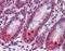 SPRY domain-containing SOCS box protein 2 antibody, 51-597, ProSci, Immunohistochemistry frozen image 