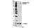 Unc-51 Like Autophagy Activating Kinase 1 antibody, 6888T, Cell Signaling Technology, Western Blot image 