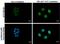Cyclic AMP-dependent transcription factor ATF-3 antibody, PA5-77870, Invitrogen Antibodies, Immunofluorescence image 
