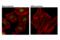 Zinc Finger And BTB Domain Containing 7A antibody, 50565S, Cell Signaling Technology, Immunofluorescence image 