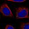 JIP-3 antibody, PA5-59728, Invitrogen Antibodies, Immunofluorescence image 