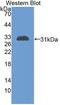 Chitinase 3 Like 1 antibody, LS-C372738, Lifespan Biosciences, Western Blot image 