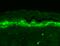 SH3 and multiple ankyrin repeat domains protein 1 antibody, SMC-329D-P594, StressMarq, Immunohistochemistry paraffin image 