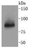 A20 antibody, NBP2-67676, Novus Biologicals, Western Blot image 