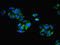 C-Type Lectin Domain Containing 11A antibody, LS-C380300, Lifespan Biosciences, Immunofluorescence image 