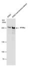 Protein Tyrosine Phosphatase Receptor Type J antibody, PA5-78139, Invitrogen Antibodies, Western Blot image 