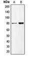 CUB Domain Containing Protein 1 antibody, orb215272, Biorbyt, Western Blot image 