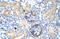 Kelch Like Family Member 28 antibody, orb324554, Biorbyt, Immunohistochemistry paraffin image 