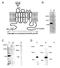 Potassium voltage-gated channel subfamily A member 4 antibody, AP05077PU-N, Origene, Western Blot image 