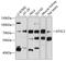Cytosolic purine 5 -nucleotidase antibody, 14-073, ProSci, Western Blot image 