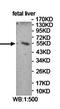 Ferredoxin Reductase antibody, orb78478, Biorbyt, Western Blot image 